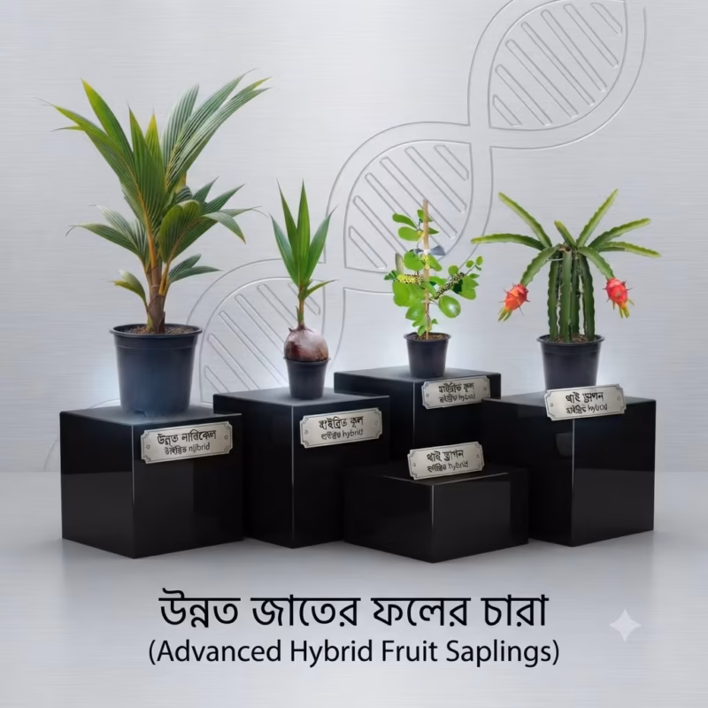 উন্নত জাতের ফলের চারা