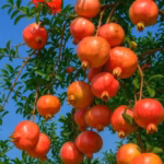 আনাড় চারা