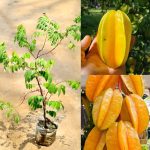 মিষ্টি কামরাঙা চারা
