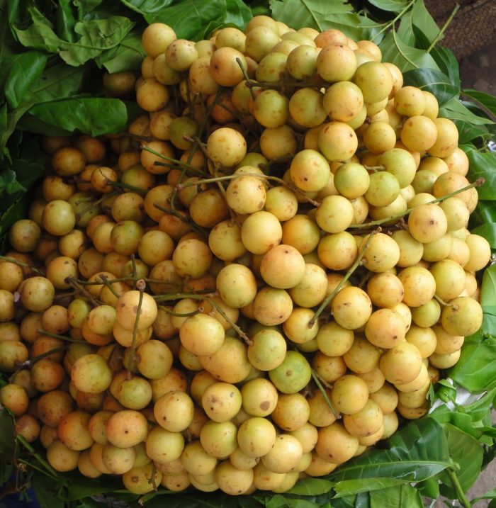 লটকন চারা - Image 2
