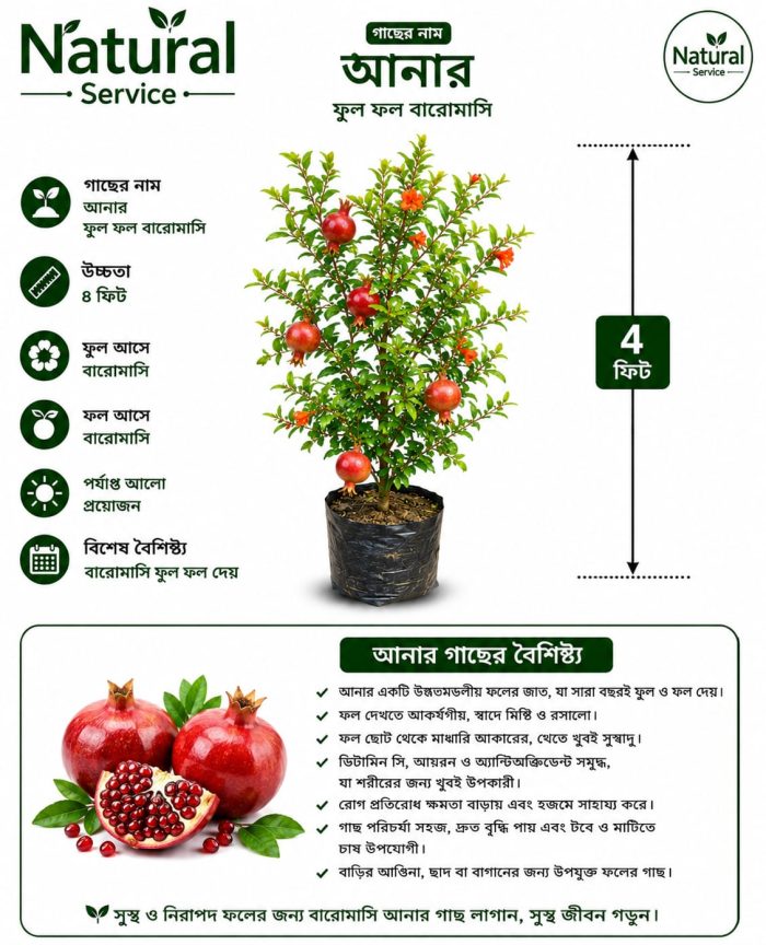 আনাড় চারা - Image 2