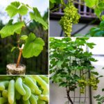 ১২ মাসি আঙ্গুরের চারা