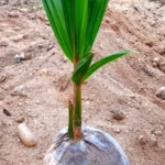 নারকেল চারা