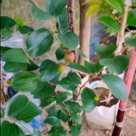 ১২ মাসি বড়ই চারা