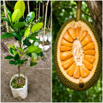 ভিয়েতনাম বারোমাসি কাঁঠাল