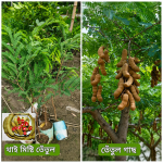 থাই মিষ্টি তেঁতুল