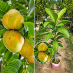 চালতা গাছের চারা