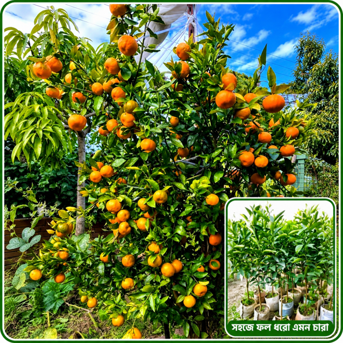 🍊 দার্জিলিং কমলা - Image 2
