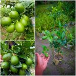 সিডলেস লেবুর চারা