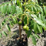 আমড়া চারা