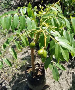 আমড়া চারা