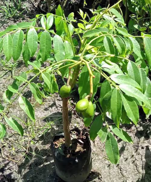আমড়া চারা