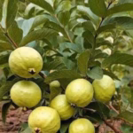 পেয়ারা চারা