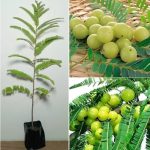আমলকী চারা