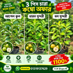৩ পিস বড়ই চারার কম্ব অফার
