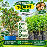 থাই বারোমাসি সফেদা চারা