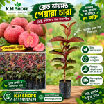 রেড ডায়মন্ড পেয়ারা চারা